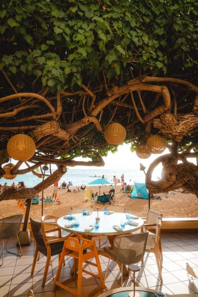 beach view from hawaii hau tree